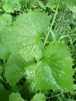 Feuilles entières dégageant une odeur d'ail lorsqu'on les froisse. On notera une évolution de leur forme au fur et à mesure que l'on
monte dans la plante, les inférieures étant réniformes tandis que les supérieures sont cordées. Agrandir dans une nouvelle fenêtre (ou onglet)